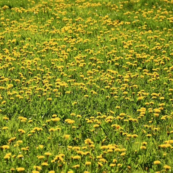 Löwenzahn (Taraxacum officinale) - 500 g
