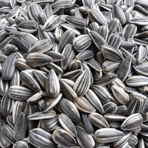 Vogelfutter - Sonnenblumenkerne 10kg