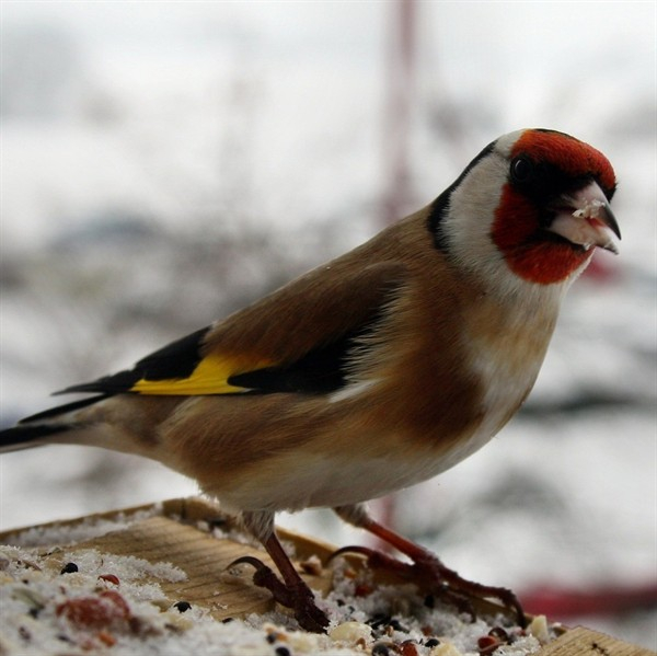 Vogelfutter - Waldvogelfutter 10kg