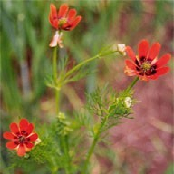Adonisröschen (Adonis aestivalis) - 500 g