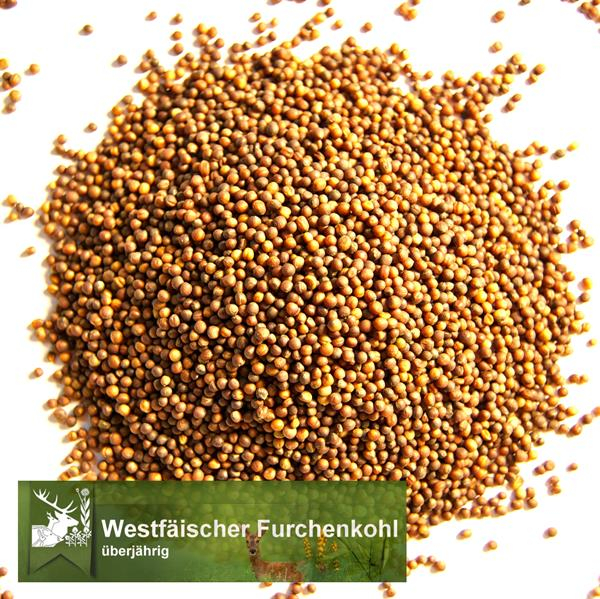Kohl - Furchenkohl, Westfälischer (Brassica oleracea var. viridis) - 500 Gramm