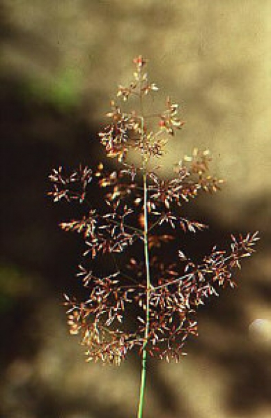 Gras - Rotes Straußgras (Agrostis capillaris)  - 1 kg