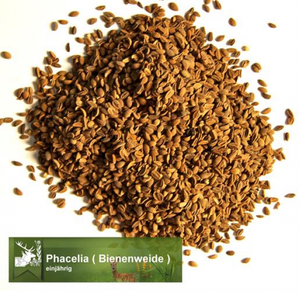 Phacelia (Bienenweide) (Phacelia tanacetifolia Benth.) - 1 kg
