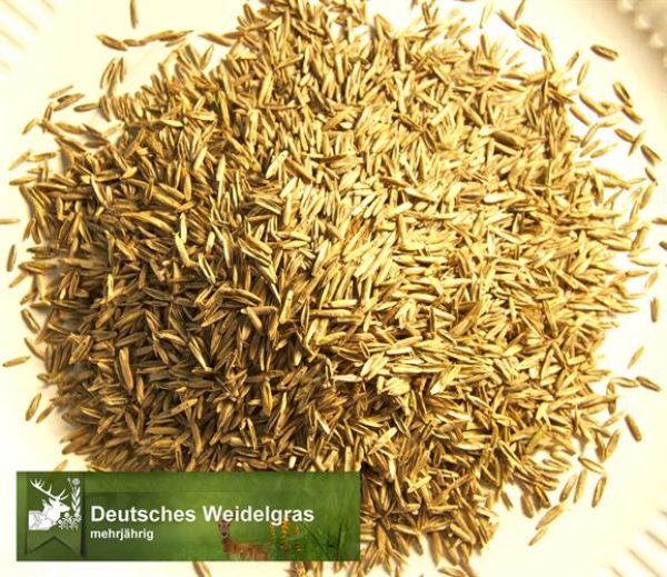 Gras - Dt. Weidelgras (tetraploid) (Lolium perenne) - 1 kg