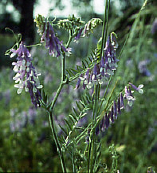 Wicke - Winterwicke (Vicia villosa)  - 1 kg