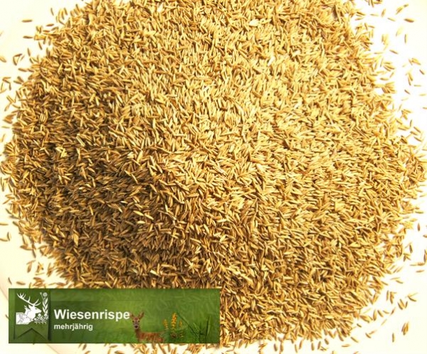 Gras - Wiesenrispe (Poa pratensis) - 1 kg