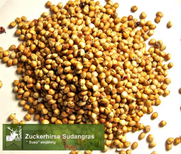 Hirse - Zuckerhirse (Sudangras) Susu - (Sorghum bicolor x sudanese) - 1 kg