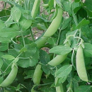 Erbse - Eiweißerbse (Pisum sativum convar. Arvense) - 1 kg