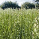 Hafer - Rauhafer / Sandhafer (Avena stigosa) - 1 kg