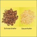 Hafer - Schwarzhafer  (Avena sativa) - 1 kg