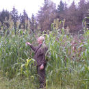 Hirse - Zuckerhirse (Sudangras) Susu - (Sorghum bicolor x sudanese) - 1 kg