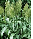 Hirse - Zuckerhirse (Sudangras) Piper - (Sorghum sudanese) - 1 kg