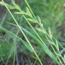 Gras - Dt. Weidelgras (tetraploid) (Lolium perenne) - 1 kg