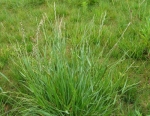 Gras - Welsches Weidelgras (Lolium multiflorum) - 1 kg