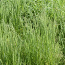 Gras - Wiesenrispe (Poa pratensis) - 1 kg