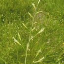 Gras - Wiesenschwingel (Festuca pratensis) - 1 kg