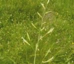 Gras - Wiesenschwingel (Festuca pratensis) - 1 kg