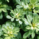 Klee - Bockshornklee z. S. (Trigonella foenum-graecum) - 1 kg