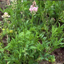 Klee - Esparsette (Onobrychis viciifolia) - 1 kg