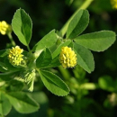 Klee - Gelbklee/Hopfenklee (Medicago lupulina) - 1 kg