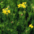 Klee - Hornschotenklee  (Lotus corniculatus) - 1 kg