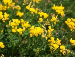 Klee - Hornschotenklee  (Lotus corniculatus) - 1 kg