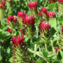 Klee - Inkarnatklee (Trifolium incarnatum) - 1 kg