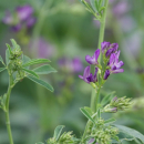 Klee - Luzerne  (Medicago sativa) - 1 kg