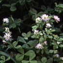 Klee - Perserklee (Trifolium resupinatum) - 1 kg