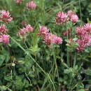 Klee - Rotklee Kelly (tetraploid) (1 kg)