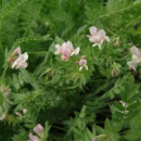 Klee - Serradella (Ornithopus sativus Brot.) - 1 kg