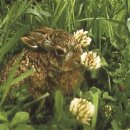 Klee - Weißklee  (säurearm) (Trifolium repens) - 1 kg