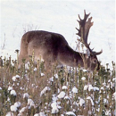 Kohl - Furchenkohl, Westfälischer (Brassica oleracea var. viridis) - 500 Gramm