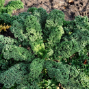 Kohl - Grünkohl (frosthart) (Brassica oleracea convar. acephala var. Sabellica) -1 kg