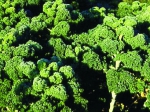 Kohl - Grünkohl (frosthart) (Brassica oleracea convar. acephala var. Sabellica) -1 kg