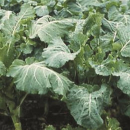 Kohl, Markstammkohl - Pavla - 1kg