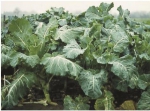 Kohl, Markstammkohl - Boma - 1kg