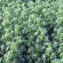 Lupine - Bitterlupine (Lupinus angustifolius) - 1 kg