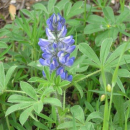 Lupine - Süßlupine, blau (Lupinus angustifolius) - 1 kg