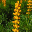 Lupine - Süßlupine, gelb (Lupinus luteus) - 1 kg