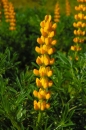 Lupine - Süßlupine, gelb (Lupinus luteus) - 1 kg