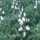 Lupine - Süßlupine, weiß (Lupinus albus) - 1 kg
