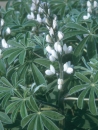 Lupine - Süßlupine, weiß (Lupinus albus) - 1 kg