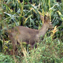 Mais - Körnermais / Saatmais - ungebeizt (Zea mays) - 1 kg