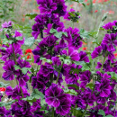 Malve - Kulturmalve (Malva meluca) - 1 kg