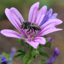 Malve - Wilde Malve (Malva sylvestris) - 1 kg