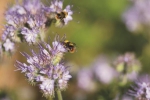 Phacelia (Bienenweide) (Phacelia tanacetifolia Benth.) - 1 kg