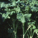 Raps - Futterraps Akela (Brassica napus oleifera) - 1 kg