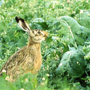 Raps - Futterraps Mosa - 00 (Brassica napus oleifera) - 1 kg