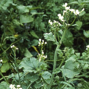 Rettich - Ölrettich, Futter (Raphanus sativus ssp. Oleiferus) - 1 kg
